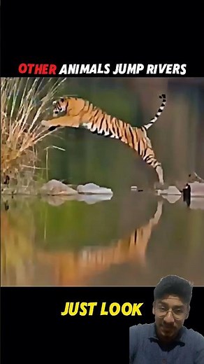 Puma's Incredible Jump Across the River!#short #wildlife #animals