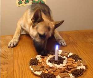 This Pup Is Celebrating His First Birthday And We're All Excited!
