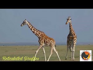 GIRAFFES OF KENYA,THE RETICULATED,THE ROTHSCHILD AND MASAI GIRAFFE.