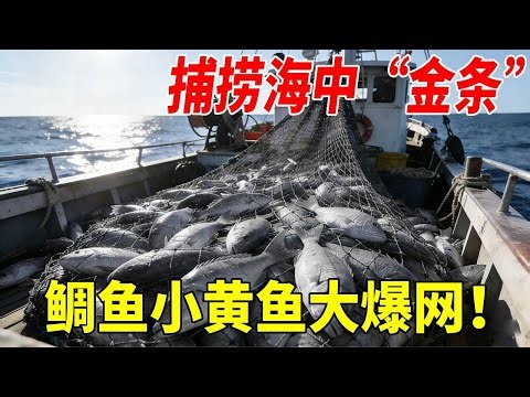 外海放大网捕大货，抓到罕见超大鲳鱼，还有8斤重的大真鲷