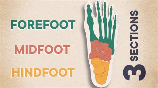 Why One Quarter of All Human Bones Reside in the Feet