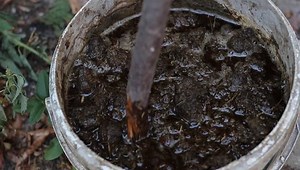 clip-30265348-manure-tea-garden-fermentation-animal