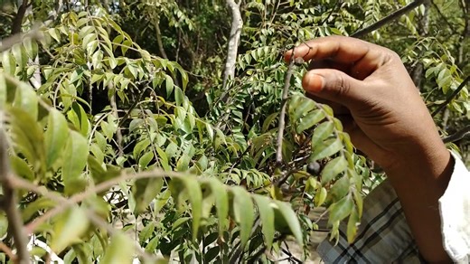 Harvested atleast a 1000 seeds from karuveppillai, the curry tree (Murraya koenigii), also known as sweet neem or kadi patta. | Piyush Manush