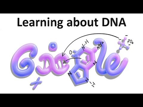 I remember DNA has A, T, C, and G... but who decides which ones go where? How does the sequence get