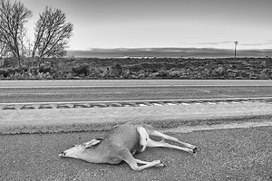Where Salvaging and Eating Roadkill is Legal (and Illegal) in the U.S.