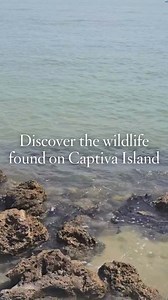 8.5K views · 54 reactions | Wildlife is abundant on Captiva Island. How many of these beloved coastal inhabitants have you seen? | South Seas | Facebook