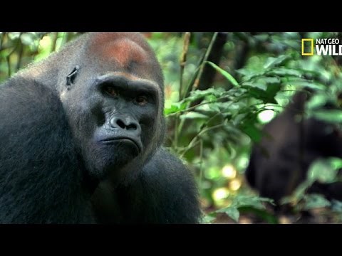 Family tensions among gorillas