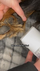 Ditch the costly groomer visits! The Uproot Grooming Kit brings...