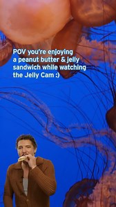 It’s a peanut butter and jelly cam sort of day… | Monterey Bay Aquarium