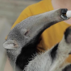 2.6M views · 7.5K reactions | Esperamos que disfrutes del año que viene tanto como Joaquim disfruta de su biberón. 李 Este pequeño está siendo alimentado en Instituto Tamandú en Brasil, donde es rehabilitado después de quedar huérfano por los incendios forestales. | Protección Animal Mundial | Facebook