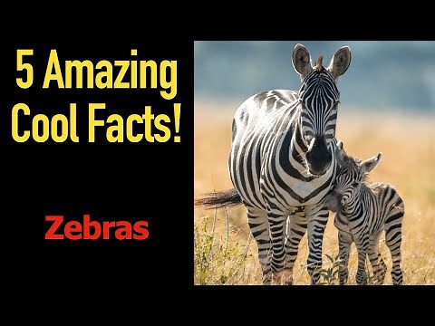 5 Fascinating Facts About Zebras