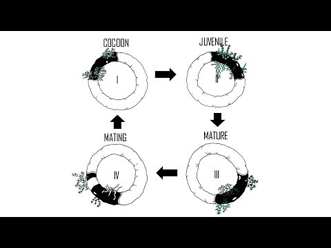 What are the 4 Life Stages of Red Wigglers Composting worms? (Egg to Egg)
