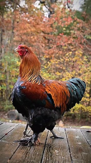 16 reactions | I think the award for our loudest rooster goes to Pico  #chicken #rooster #roostercrowing #farm #farmlife | Feather Branch Farm | Facebook