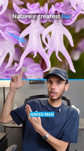 This flower fakes being a female #Orchids #NatureScience #Evolution #Bumblebee #Pollination