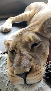 I love intimate encounters with animals, and I believe that these encounters can change a persons life and their behaviour from that moment on. I, like every other animal lover believe in wild animals firstly belonging in the wild but I also live in this world today where we make that increasingly hard and even impossible. My dream would be that we stop losing habitat and therefore species from our planet so that the generations to come don’t have to learn about koalas from books like I had to l