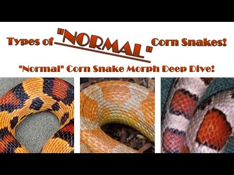 Anything but NORMAL! Corn Snake Morph Deep Dive! Timestamps in Description