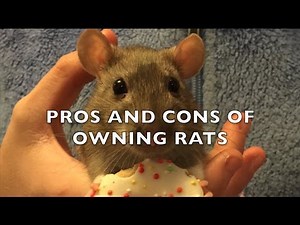 The Pros and Cons of Fancy Rats as Pets