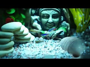 Fluval SHUI Aquarium - Nano aquarium