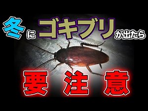 【閲覧注意】冬にゴキブリが出たら今年の夏ヤバい？！対処法を害虫駆除のプロが教えます。