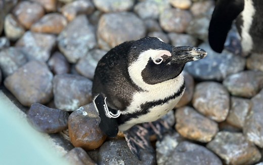 Penguin Feeding Encounter | National Aviary