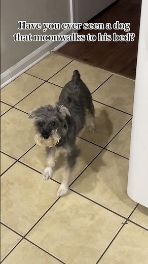 I have the weirdest schnauzer ever! #dog #funny #dogs #schnauzer #jokes #pets #comedy #humor #skit