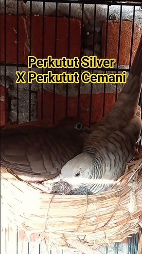 Breeding Silver and Cemani Turtle Doves || Easy Way to Breed Colored Turtle Doves
