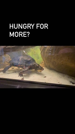 No matter what meal you’re thinking about, Homeschool Day: Food for Thought will satisfy your quest for learning! Homeschool Day is Wednesday, September 27 at 10 am! For more information visit calvertmarinemuseum.com | Calvert Marine Museum