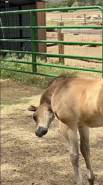 Not my baby Quarter horse doing the arabian head flip 😂