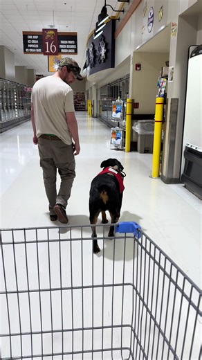 Rottweiler Service Dog Training Tips