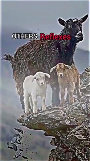 Other animals Doing reflex vs This One cat animal Reflex 😱