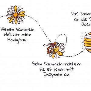 Wie entsteht Honig? So wird er gemacht, einfach erklärt ▷ beegut.de