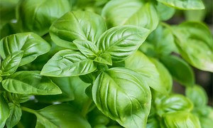 How To Grow Basil Indoors: Easy to Follow Steps for a Thriving Plant