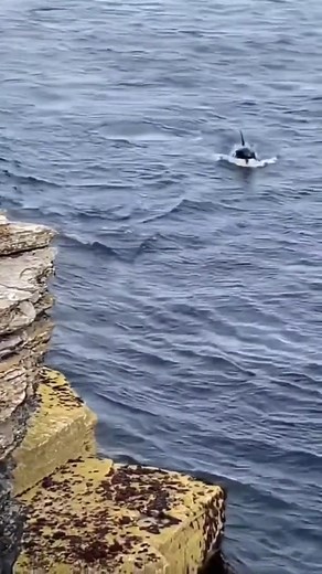 A pod of Orcas captured along the Isle of Hoy, Orkney 🖤🤍 Orkney is one of the best places in the UK to spot | I Love Scotland