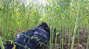 Dalwallinu farmer Gary Butcher shows us how to enjoy a canola crop! | ABC Midwest and Wheatbelt