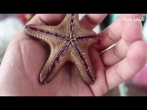 【starfish】海星是如何吃东西的？ How does starfish eat?