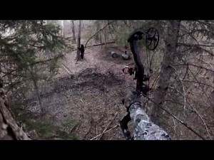 Black Bear Falls to Earth