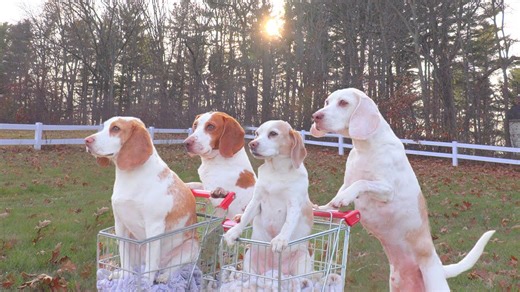 Dogs Double Date in Shopping Carts: Maymo & Potpie Take Penny & Indie Out to Eat