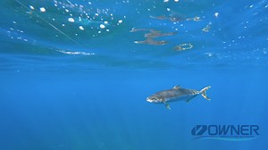 The benefits of using a circle hook far outweigh anything else when...