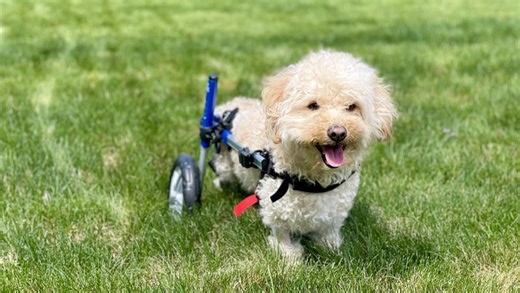 Watch this paralyzed dog regain his personality after getting a custom wheelchair!