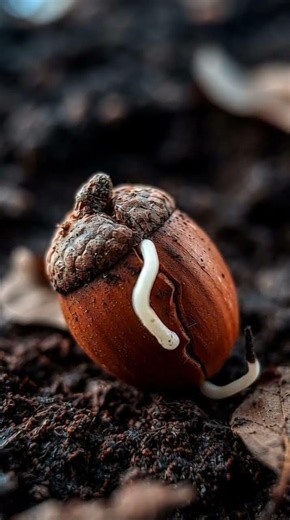 This Acorn Is About to Become a Tree 🌳 #nature #macro #timelapse #aivideo #fyp #shorts #shortvideo