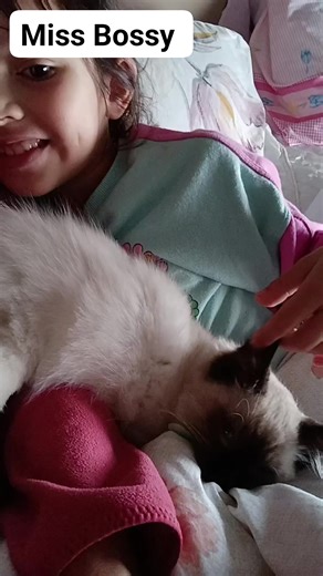 Morning treat. Last night Mr Grumpy the Ragdoll cat had been sad because Missy locked him up in the bathroom because he destroyed her hand made keyring. After Missy released him, he came out sadly, sit alone and stopped playing. Anyway in the morning he came to Missy calmly and fell asleep on her side. #ความสุข #ครอบครัว #ทาสแมว | Miss Bossy