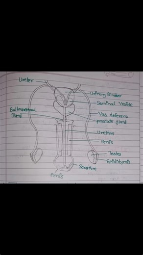 #anatomy of the male reproductive system