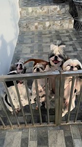 36K views · 1.8K reactions | Tara swimming tayo! ‍♂️ | Jack and the Balbons | Facebook