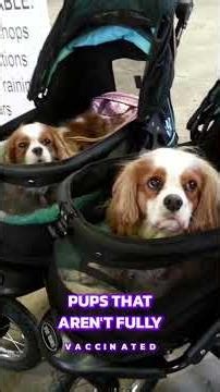 Are Dog Strollers Good for Cavaliers? 🐕✨ | Benefits & Tips