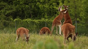 17K views · 356 reactions | A new immersive Minnesota Zoo exhibit...