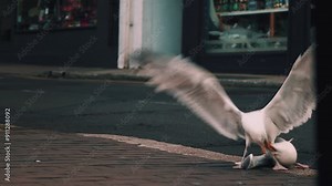 Two seagulls are fighting each other on the road in the city. Natural processes of taking food from another.