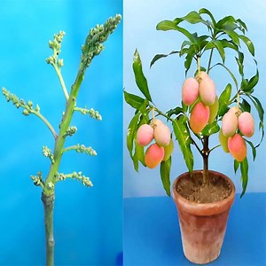 1.1M views · 21K reactions | Growing Mango Tree From Cutting.. Very Easy Techniques | Rana Craft | Facebook