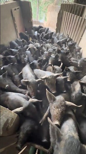 When Pigs Can't Wait: A Traffic Jam of Hungry Black Pigs 👀