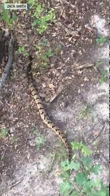 Watch your step Zack Smith captured video of this large snake slithering around near Stillwater, Oklahoma. | The National Desk - TND
