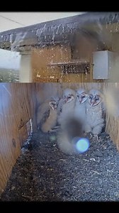 559K views · 4.3K reactions | Barn Owl Nestlings Cuddle During Rainstorm #birdsofprey #feedingtime #wildlifeonearth #birdlife #birdseyeview #birdsofafeather #animalscience | Baby Bird Bites | Facebook